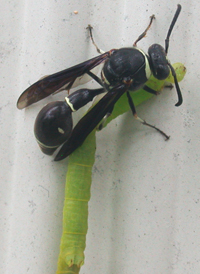 Eumenes fraternus